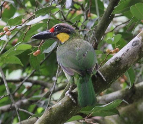 Common Birds of Forest Trails