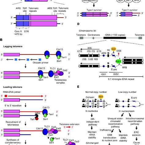 | Mitochondrial dysfunction during aging. Healthy mitochondria produce... | Download Scientific ...