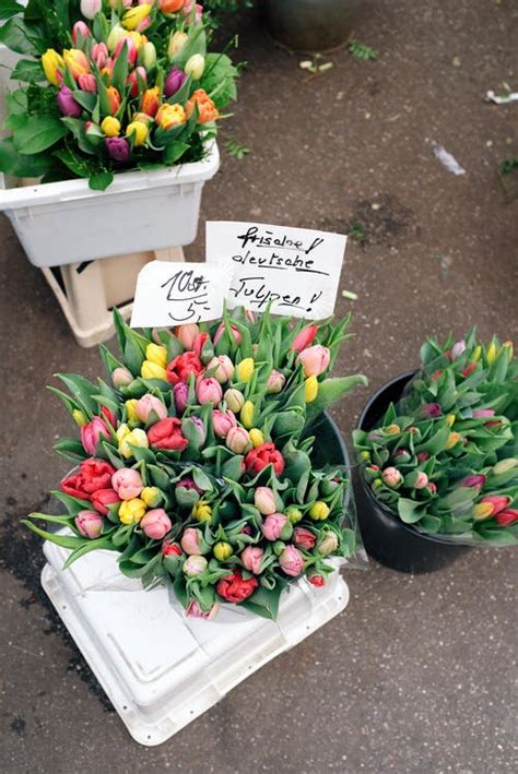 Yellow Pink and Violet Tulips · Free Stock Photo