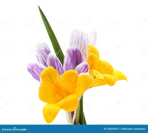 Group of Yellow and Purple Crocuses Stock Image - Image of beauty ...