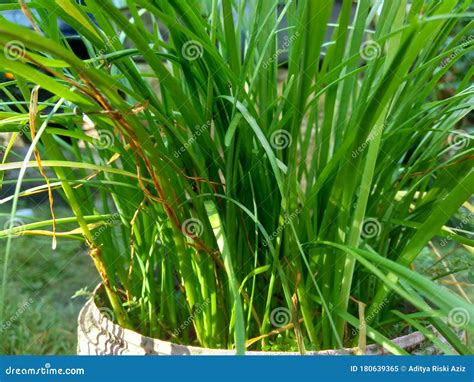 Allium Tuberosum Garlic Chives, Oriental Garlic, Asian Chives, Chinese ...