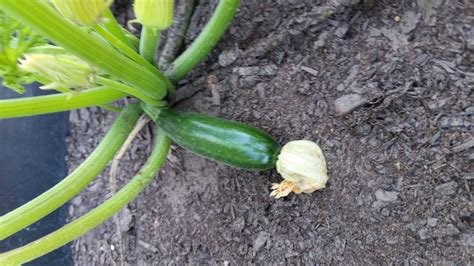 Garden Harvest: Summer Squash – Community Action Center