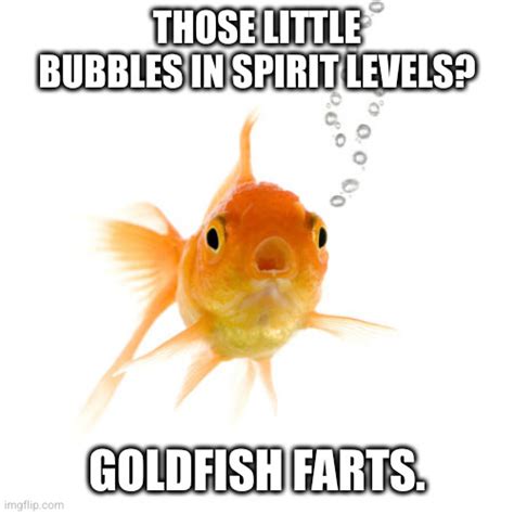 Goldfish Farts - Imgflip