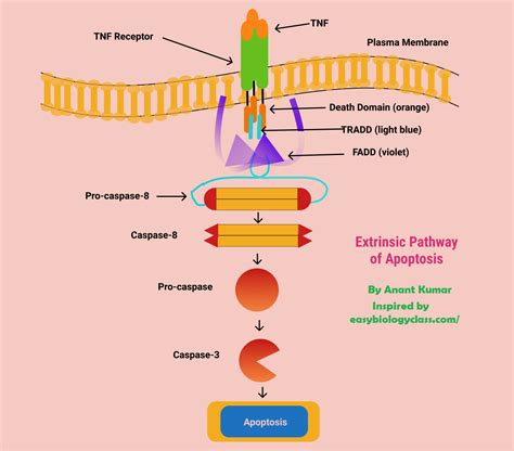 APOPTOSIS (PRESENTATION)