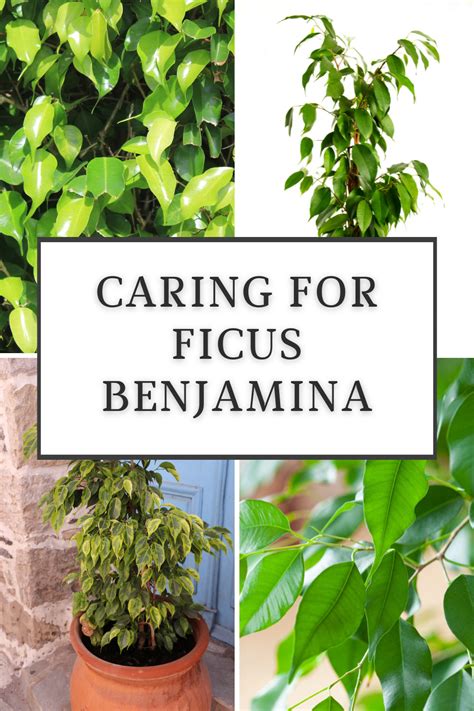 Ficus benjamina: 7 Crucial Care Tips for Weeping Fig