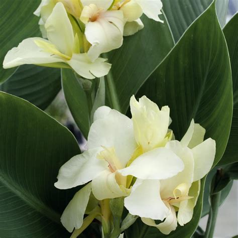 White Canna Lily Seeds - Garden Flower Seeds