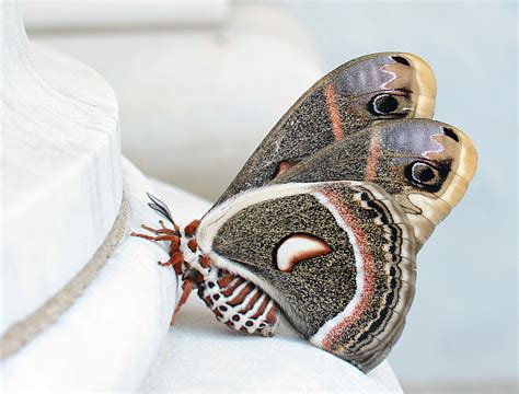 Big moth creates big stir at courthouse - Winchester Sun | Winchester Sun