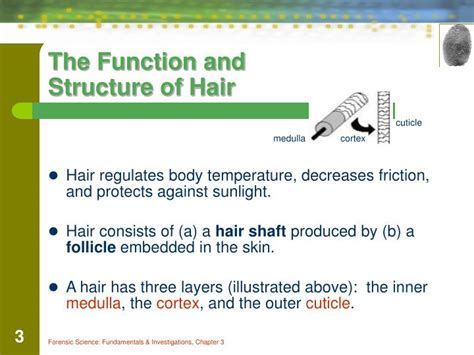 PPT - Chapter 3 The Study of Hair PowerPoint Presentation - ID:1782792