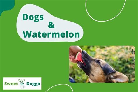 Can Dogs Eat Watermelon? What About Rind? Is It Safe?