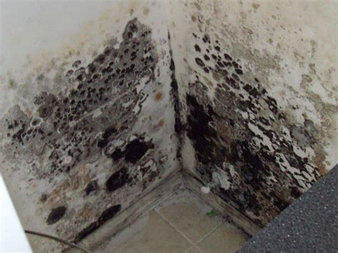 How to Remove/Get Rid of Black Mold in Basement | SANI-TRED