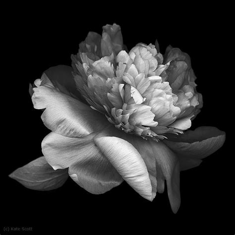 Peonies curated by Kate Scott / 500px in 2022 | Black and white flowers, Flower painting canvas ...