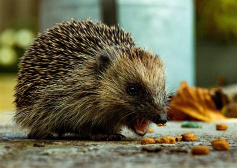 Research: Mapping habitat suitability for hedgehogs - Hedgehog Street