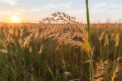 Indian Grass: Care and Growing Guide