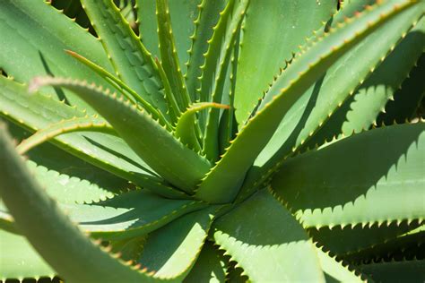 ¿Qué son las plantas vasculares?