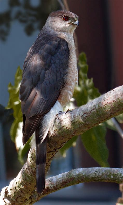 Cooper’s Hawk | San Diego Bird Spot