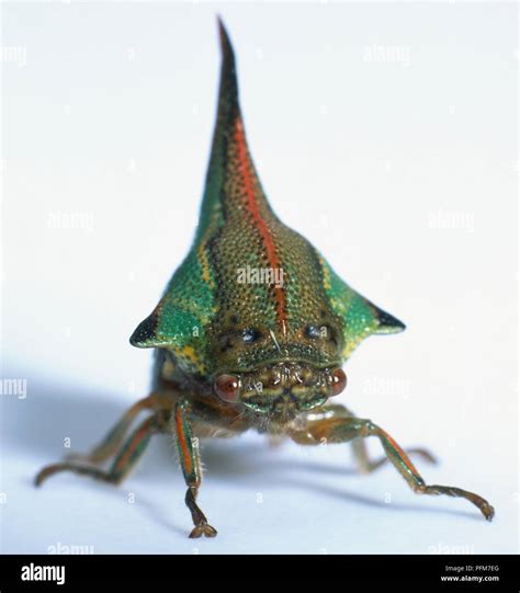 Thorn bug umbonia hi-res stock photography and images - Alamy