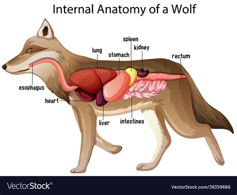 Internal anatomy a wolf Royalty Free Vector Image