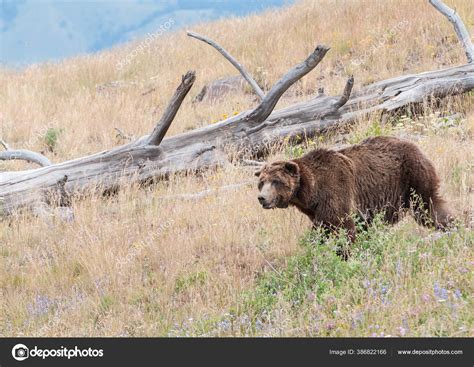 Grizzly Bear Wild Stock Photo by ©jill@ghostbear.org 386822166