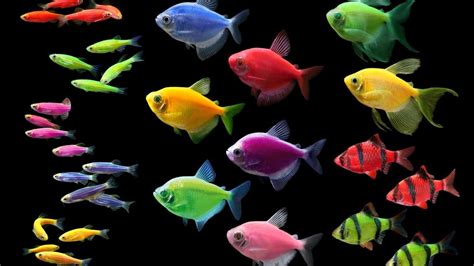 Austin company behind glow-in-the-dark fish in pet stores sells IP for $50 million Colorful Fish ...