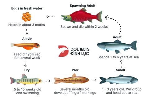 The diagram below shows the life cycle of a salmon.