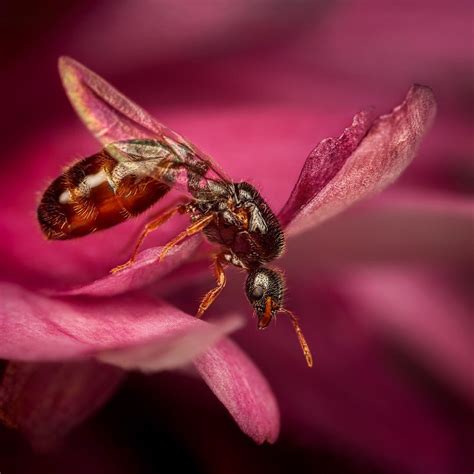 A male ant shot on the day of its nuptial flight. . . . . . #db_macro # ...