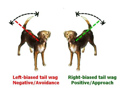 What are dogs tails for - Bark How