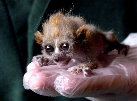 Pygmy Slow Loris Info, Diet, Habitat, Conservation, Pictures