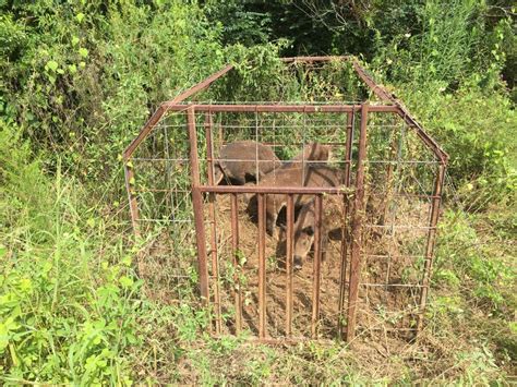 Effective Feral Hog Removal - Wildlife Solutions, Inc.