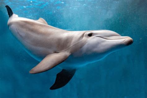 Dolphins Underwater Royalty-Free Images, Stock Photos & Pictures | Shutterstock