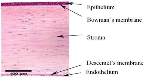 Corneal Structure