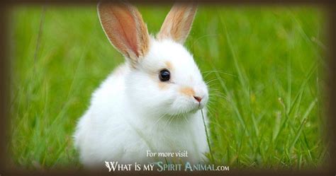 Rabbit Symbolism & Meaning | Spirit, Totem & Power Animal