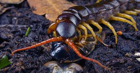 Centipede Venom Is a Cocktail of Genetic Material Nicked From Bacteria and Fungi - Assignment Point