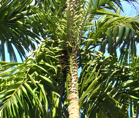 Acai Palm [All You Need to Know] - EcoCation