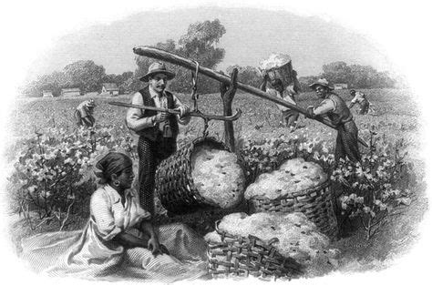 History of Cotton | Genealogy images, Columbian exchange, History