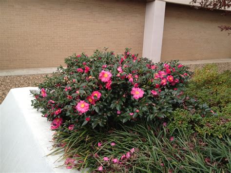 Camellia sasanqua (Sasanqua Camellia) | North Carolina Extension ...