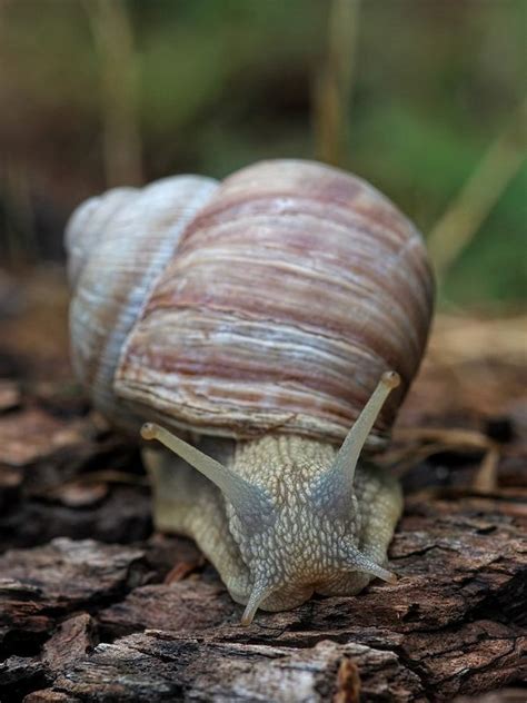 Roman Snail | Roman snail, Snail, Caracole