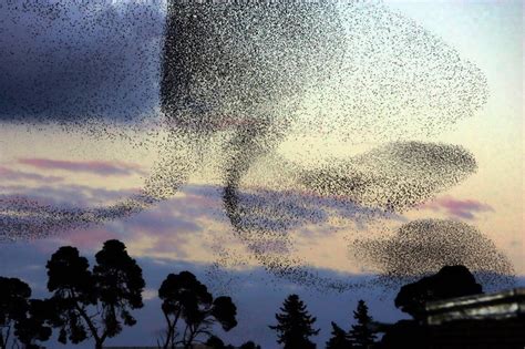 Swarming Swallows Rome Flock Of Birds, Birds In Flight, Flying Birds ...