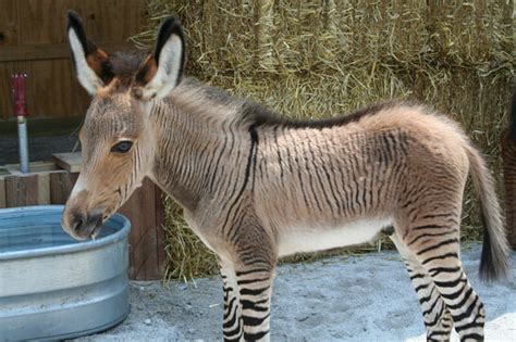 Zebra Horse Hybrid