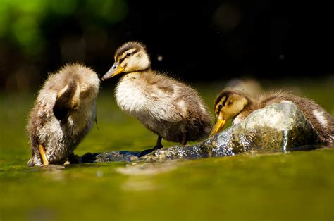 Duckling Free Stock Photo - Public Domain Pictures