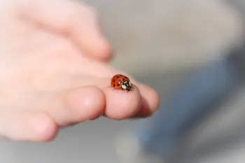 Do Ladybugs Bite? Which Ones, Why, and What To Do About It