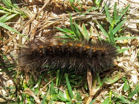 Giant Leopard Moth Caterpillar | Project Noah