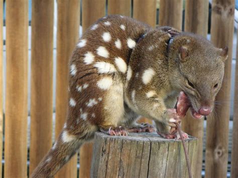 60 best Tasmanian Native Cat images on Pinterest | Wild animals, Australian animals and Rare animals