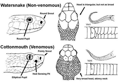 Pin on Scouting. | Survival, Poisonous snakes, Camping survival