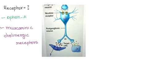 SOLVED: Anterior horn, Lateral horn, Posterior horn Anterior root Posterior root Posterior root ...