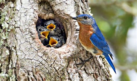 The Bluebird Nest: Eastern Bluebird Nesting & Mating Habits - Daily Birder