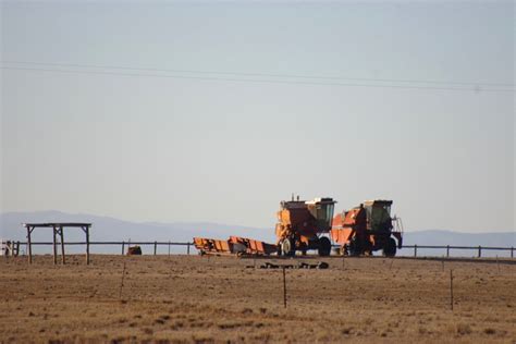 Australia to import first wheat in 12 years as drought bites | Farmtario