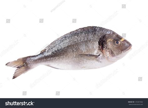 Dorado Fish Isolated On White Background Stock Photo (Edit Now) 125301962