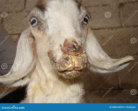 Contagious Ecthyma Infection in the Mouth of a Goat. Dermatitis ...