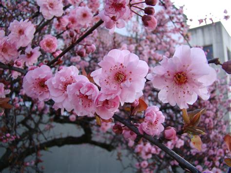 Double Newport Flowering Plum Tree | ubicaciondepersonas.cdmx.gob.mx