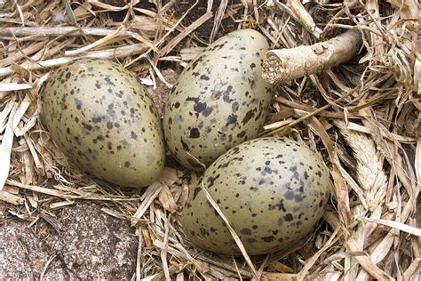 three eggs are sitting on the ground next to some grass and straw with brown spots